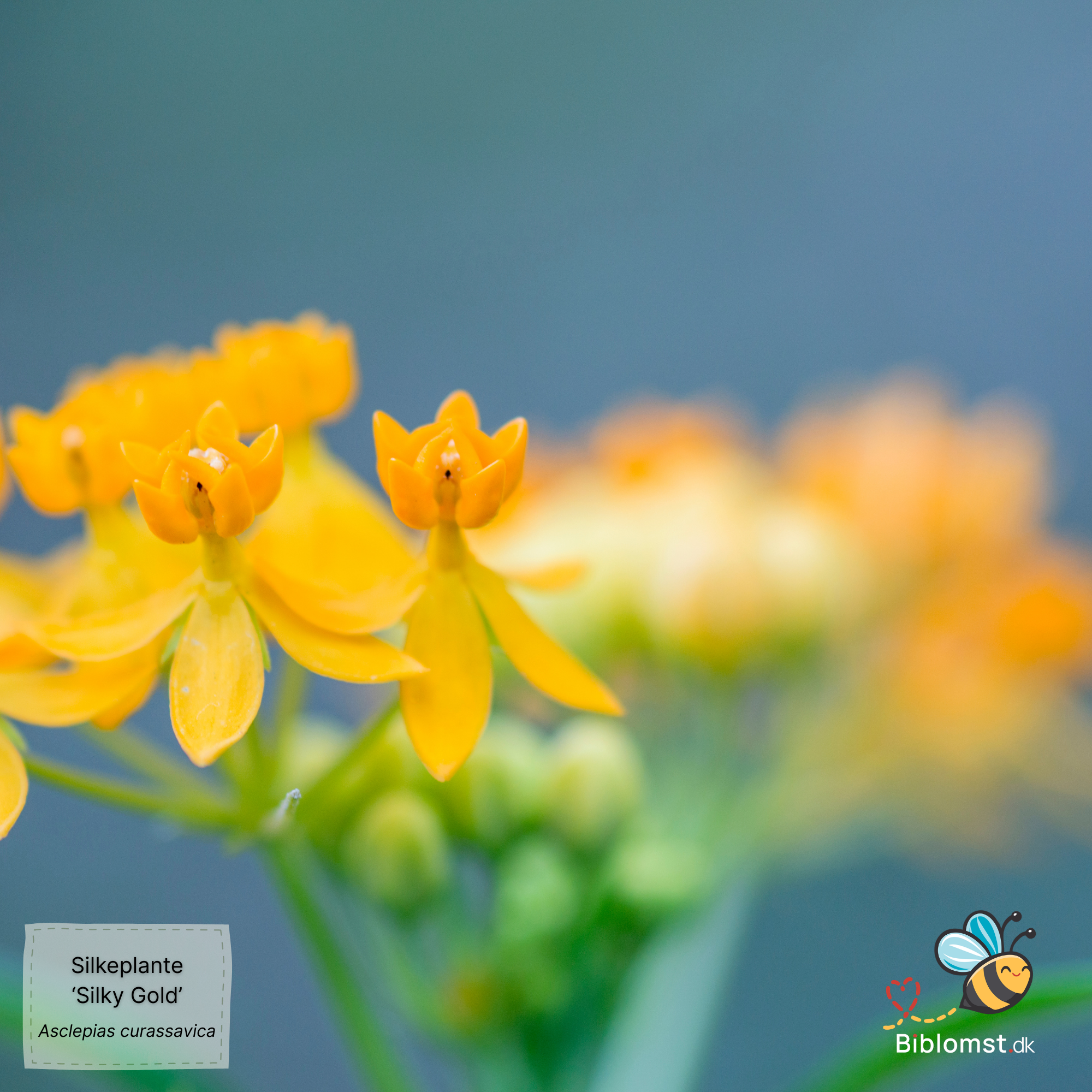 Så- og pasningsvejledning til Silkeplante - Asclepias curassavica 'Silky Gold'