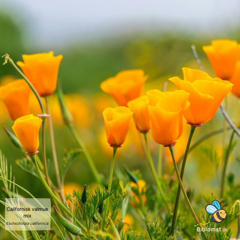 Så- og pasningsvejledning til Californisk valmue mix - Eschscholzia californica