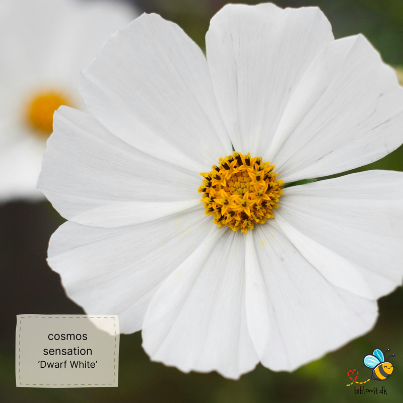 Så- og pasningsvejledning til kosmos ‘Dwarf Sensation White’ – Cosmos bipinnatus ‘Dwarf Sensation White’