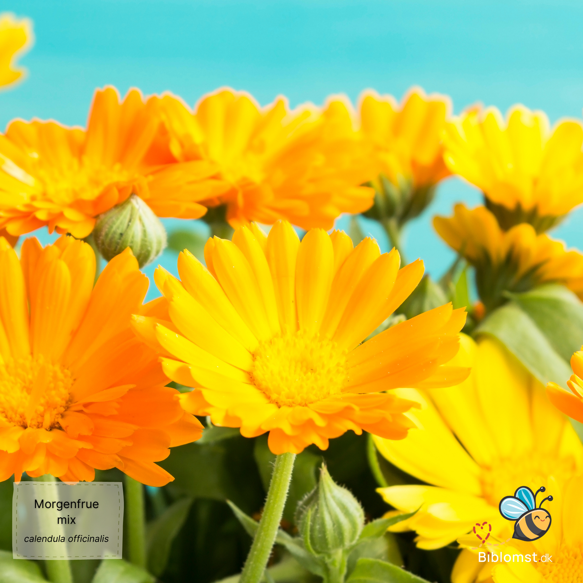 Så- og pasningsvejledning til morgenfrue (mix) – Calendula officinalis
