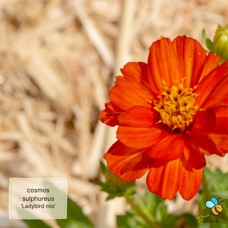 Så- og pasningsvejledning til svovlgul cosmos ‘Ladybird Mix’ – Cosmos sulphureus ‘Ladybird Mix’