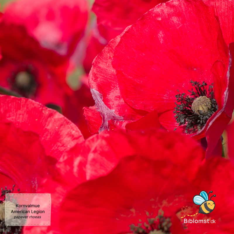 Så- og pasningsvejledning til kornvalmue ‘American Legion’ – Papaver rhoeas