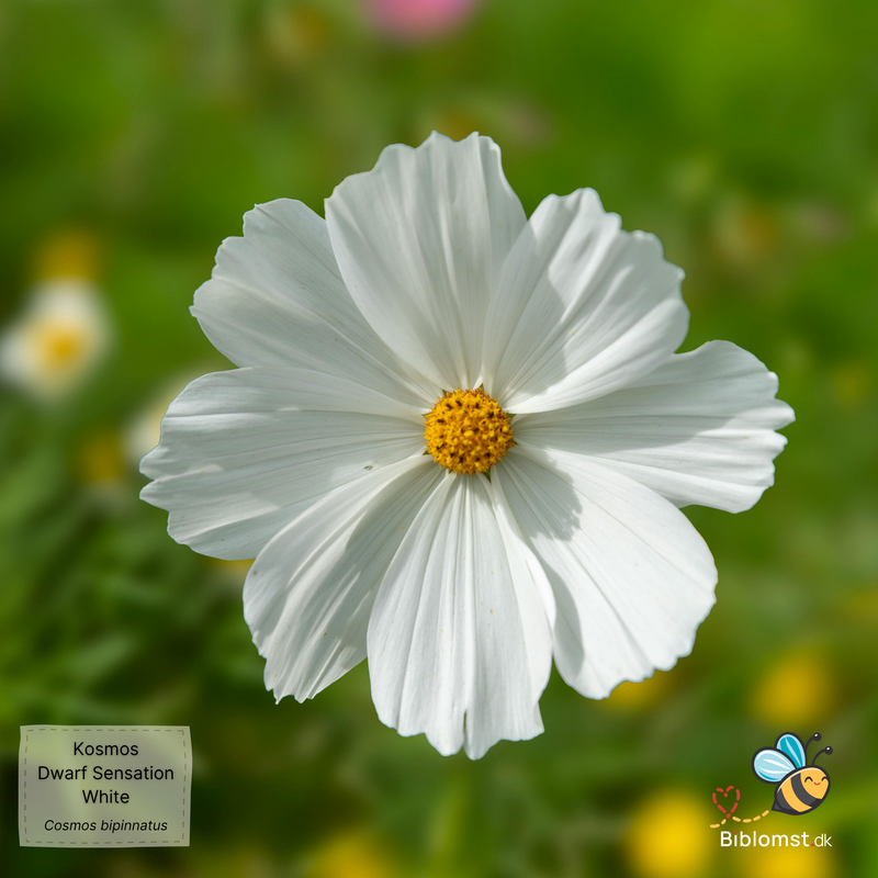 Så- og pasningsvejledning til kosmos ‘Dwarf Sensation White’ – Cosmos bipinnatus ‘Dwarf Sensation White’