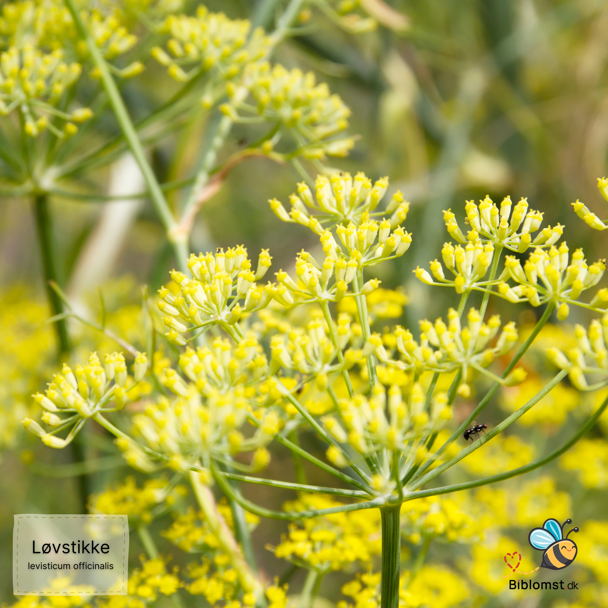Så- og pasningsvejledning til Løvstikke – Levisticum officinale