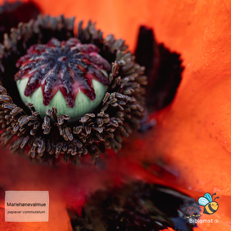 Så- og pasningsvejledning for mariehønevalmue - Papaver commutatum 'Ladybird'