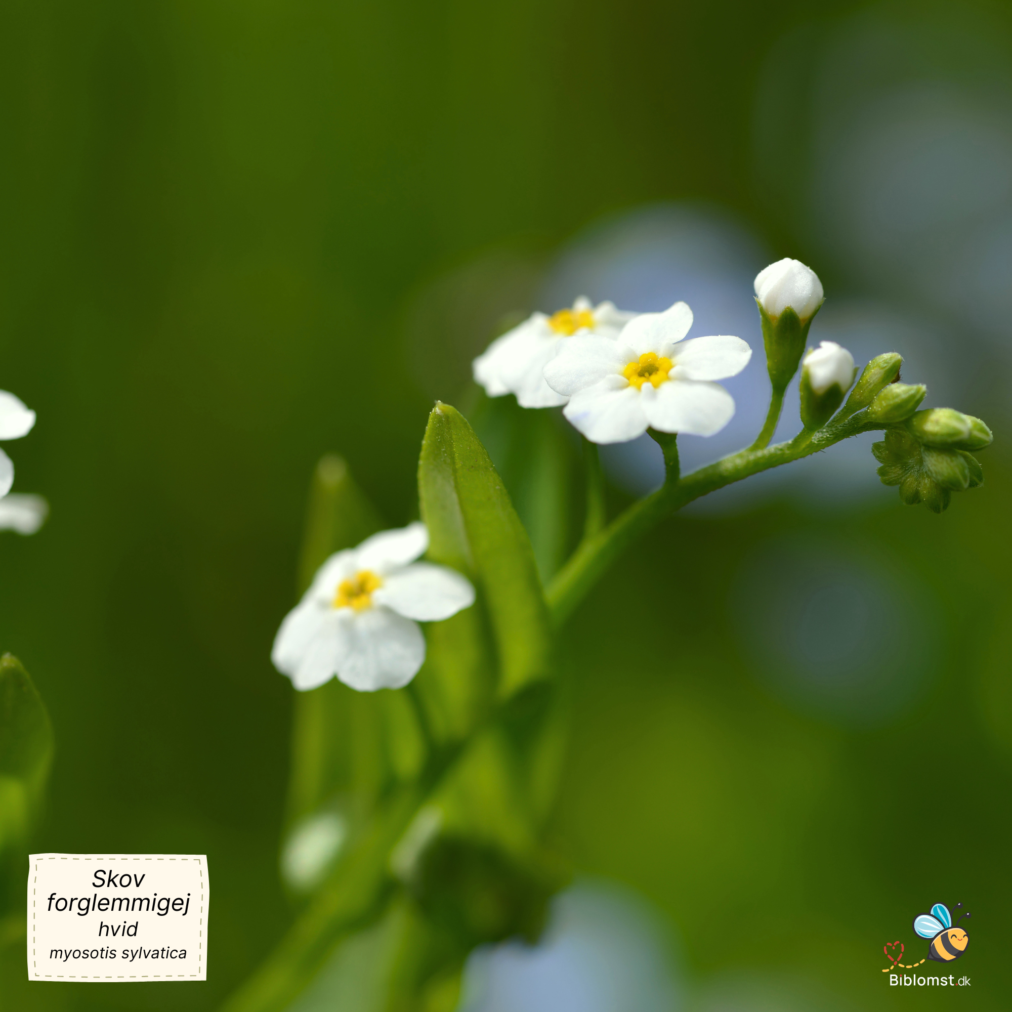 Såvejledning – Skov-forglemmigej hvid 'Victoria White' (Myosotis sylvatica)