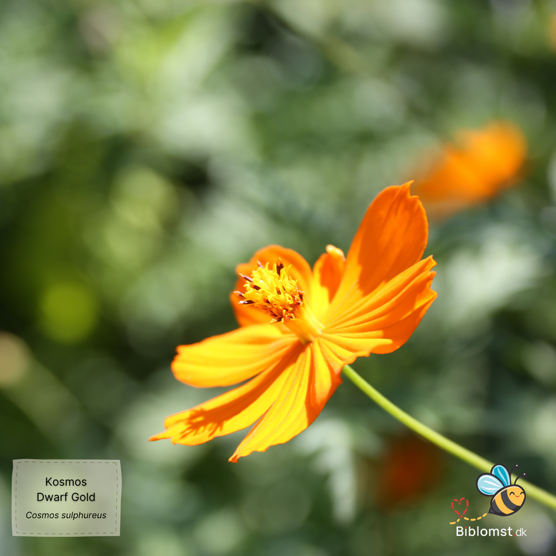 Så- og pasningsvejledning til svovlgul cosmos ‘Dwarf Gold’ – Cosmos sulphureus ‘Dwarf Gold’