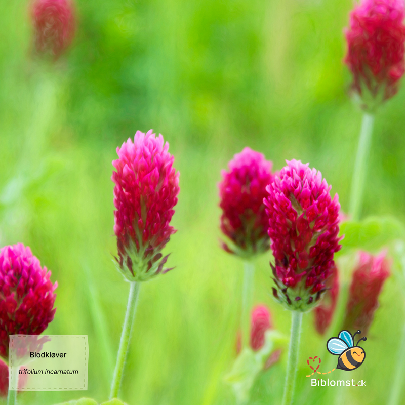 Så- og pasningsvejledning for Blodkløver – Trifolium incarnatum