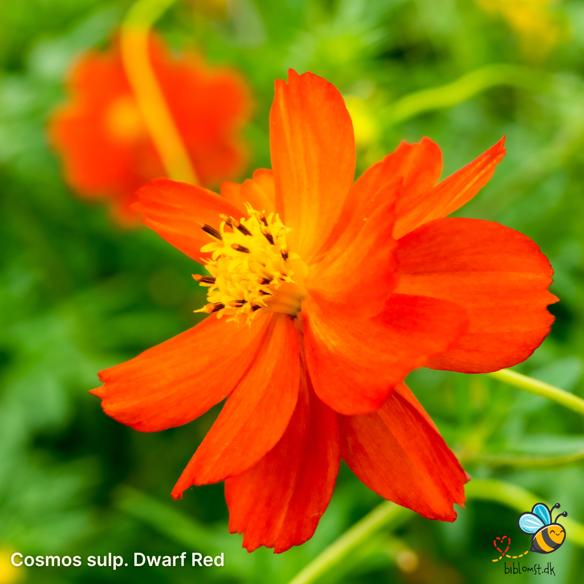 Så- og pasningsvejledning til dværg stolt kavaler ‘Dwarf Red’ – Cosmos sulphureus