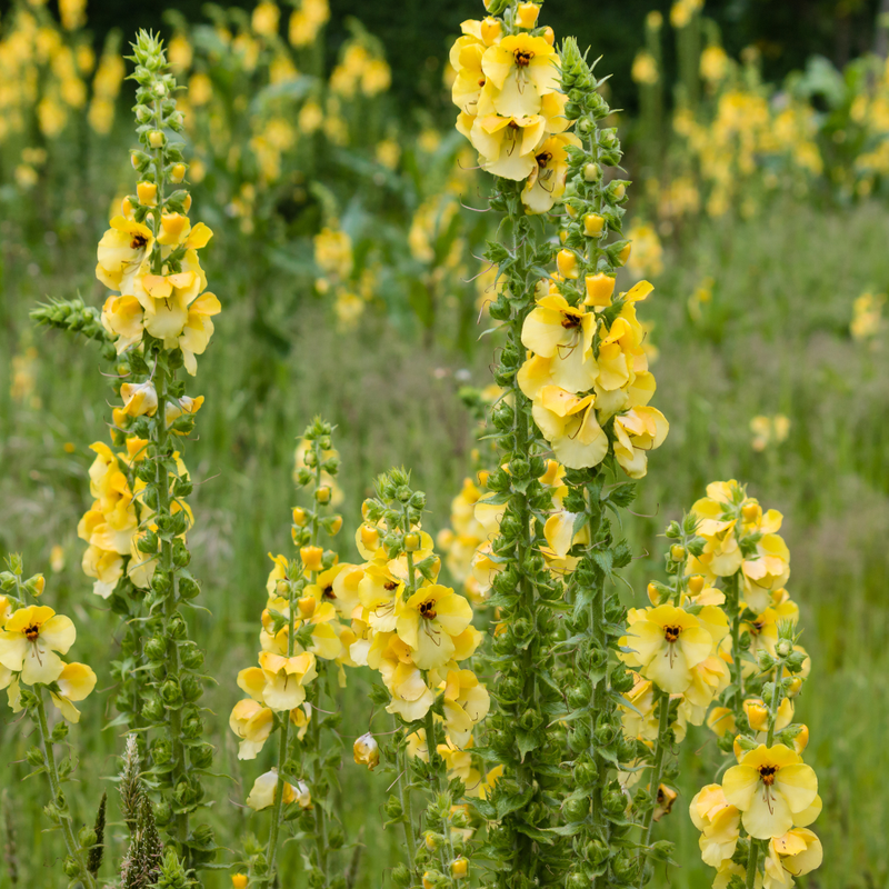 Så- og pasningsvejledning til Filtbladet kongelys - Verbascum thapsus