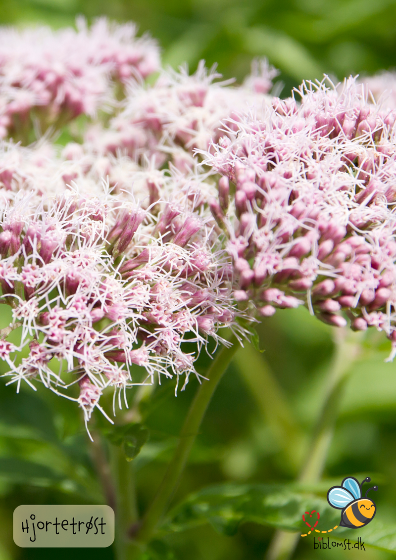 Så- og pasningsvejledning til hjortetrøst – Eupatorium cannabinum