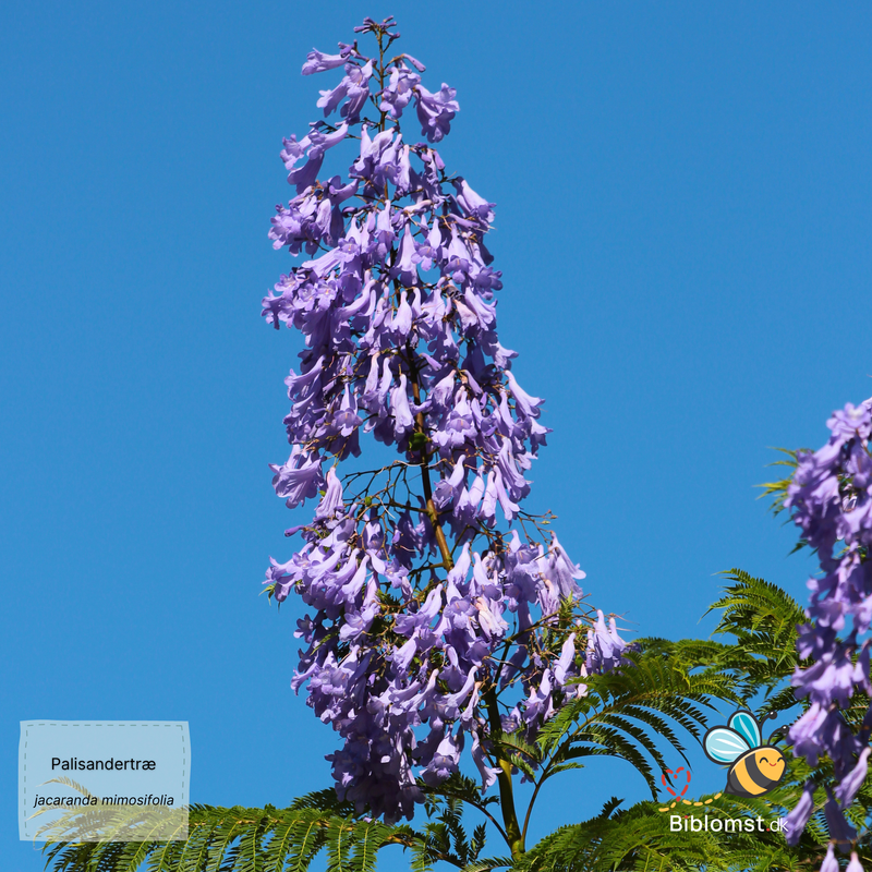 Så- og pasningsvejledning for Jacaranda mimosifolia - Palisandertræ