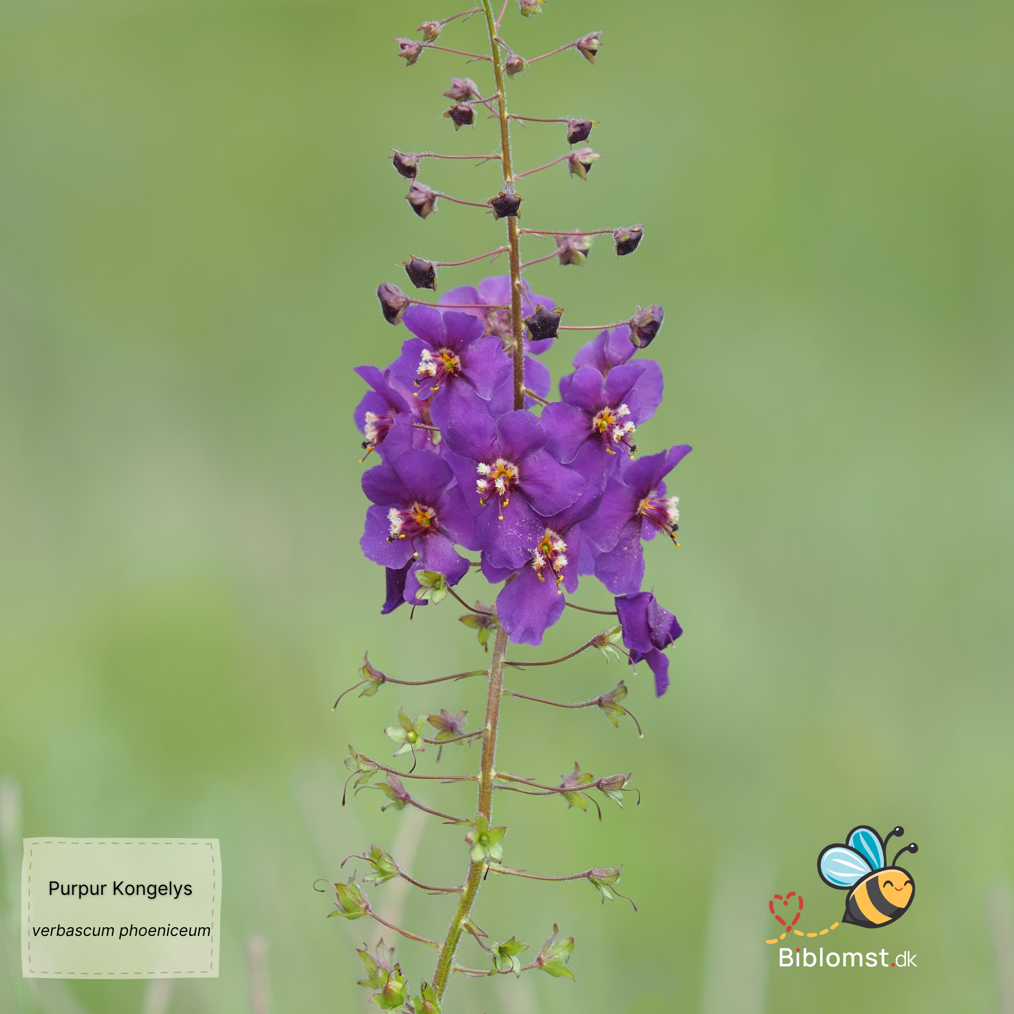 Så- og pasningsvejledning for Verbascum phoeniceum - Purpur Kongelys
