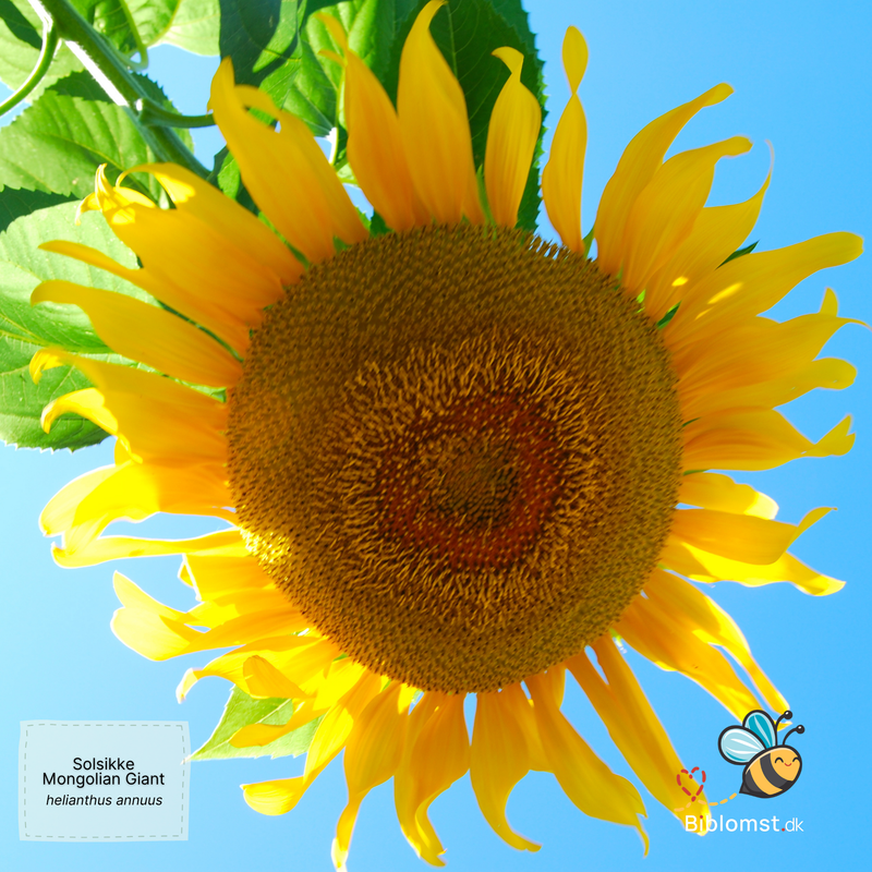 Så- og pasningsvejledning for 'Mongolian Giant' solsikker - Helianthus annuus