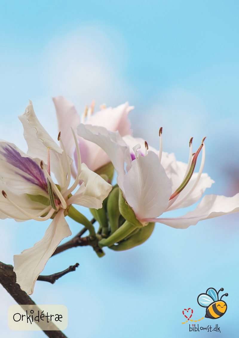 Så- og pasningsvejledning til orkidetræ – Bauhinia variegata