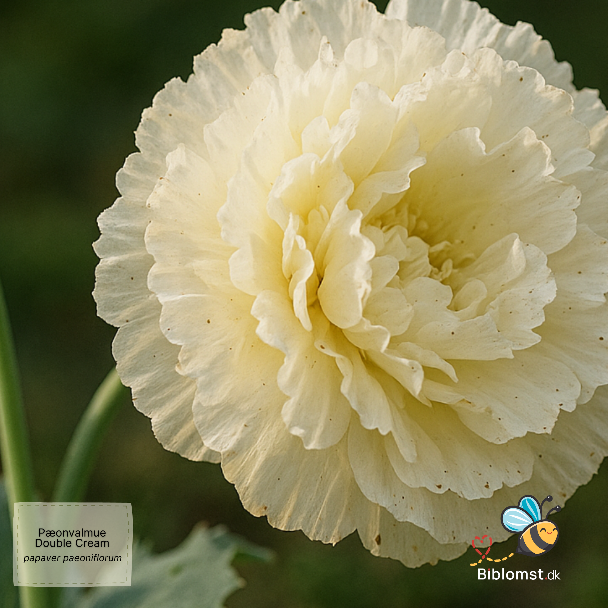 Så- og pasningsvejledning for Papaver paeoniflorum - Pæonvalmue 'Double Cream'