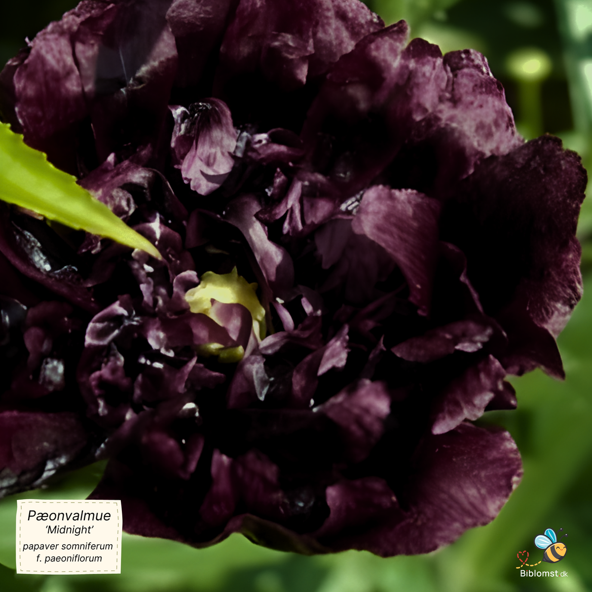 Pæonvalmue 'Midnight', Papaver somniferum f. paeoniflorum, i mørk blomst