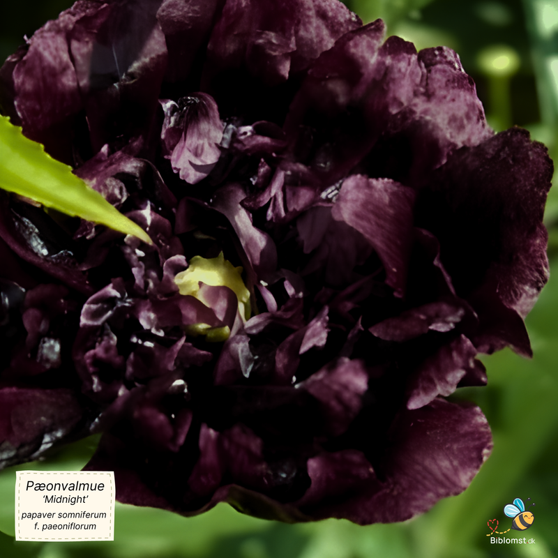 Så- og pasningsvejledning til Pæonvalmue 'Midnight' – Papaver somniferum f. paeoniflorum
