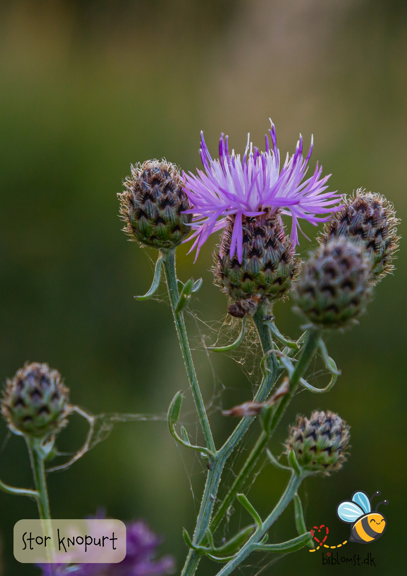 Så- og pasningsvejledning til stor knopurt – Centaurea scabiosa