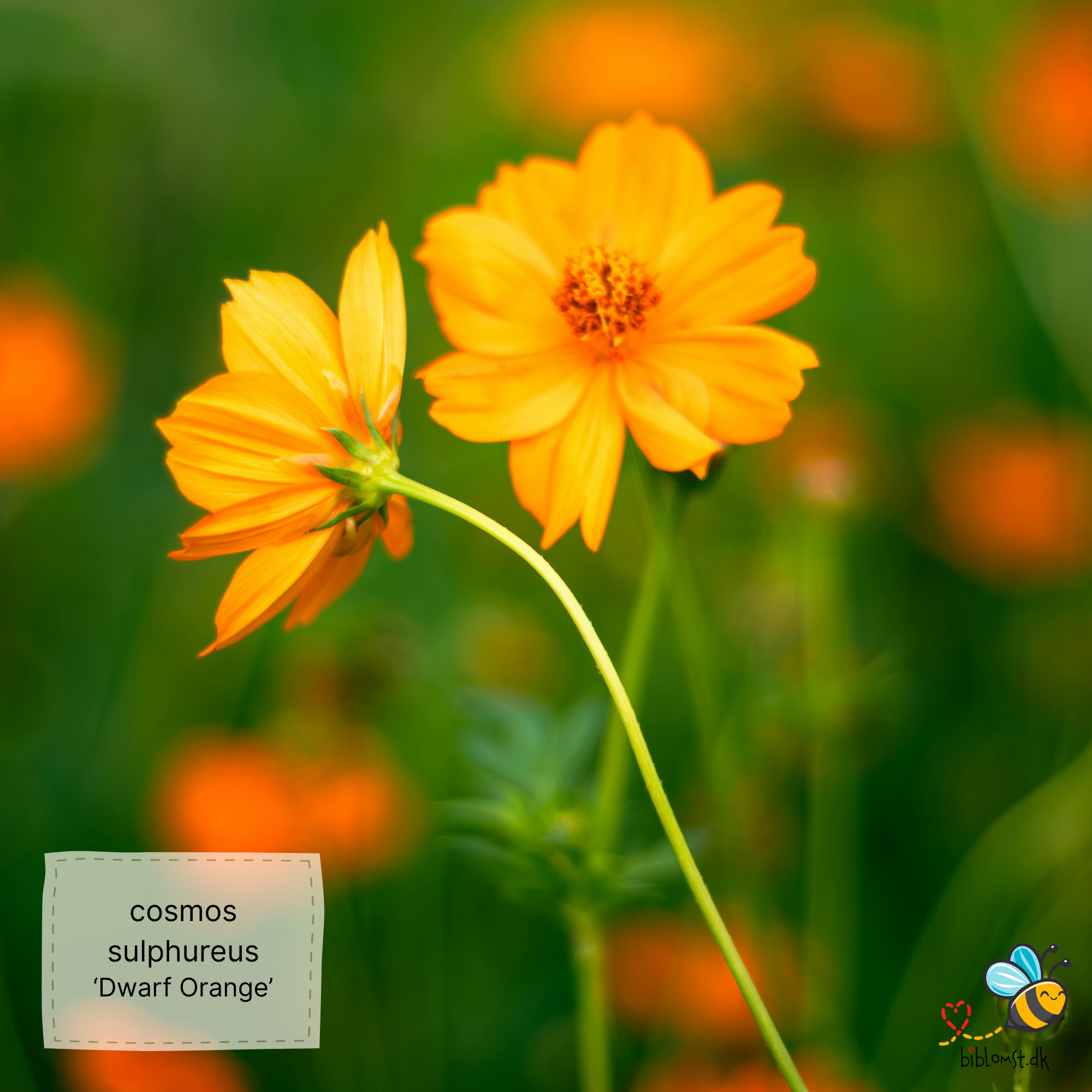Så- og pasningsvejledning til svovlgul cosmos ‘Dwarf Orange’ – Cosmos sulphureus ‘Dwarf Orange’