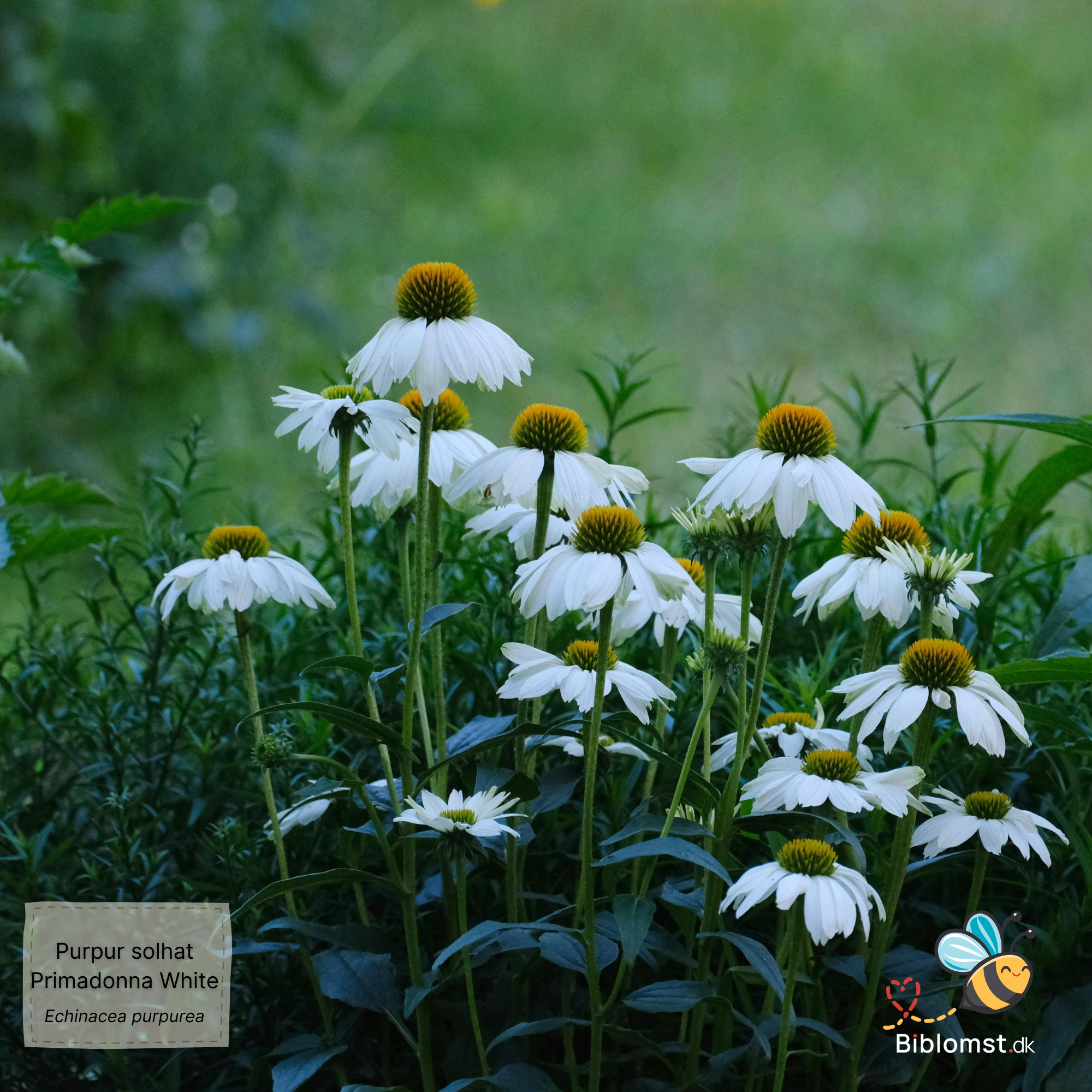 Så- og pasningsvejledning til Hvid Purpur Solhat - Echinacea purpurea 'Primadonna White'