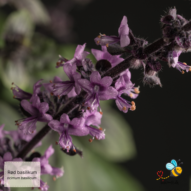 Så- og pasningsvejledning til Rød basilikum ‘Red’ – Ocimum basilicum