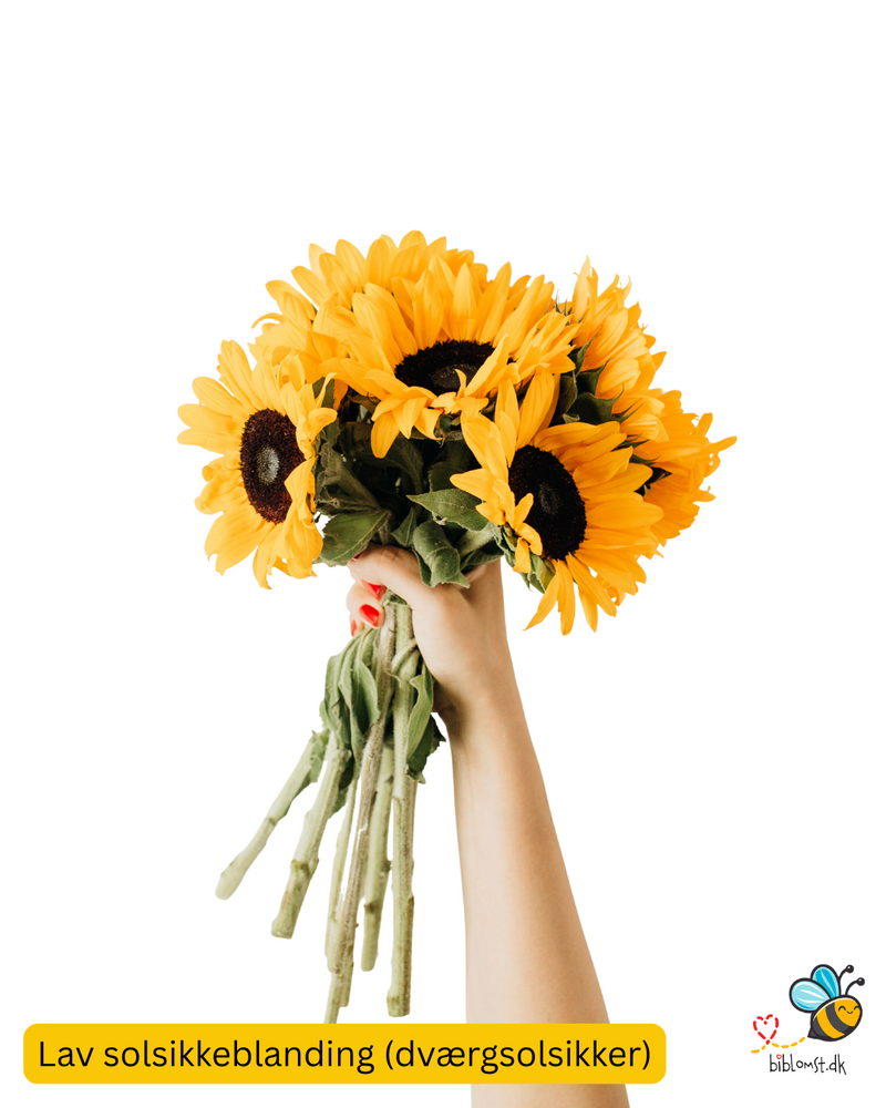 Så- og pasningsvejledning til Lav solsikke blanding (Helianthus annuus)