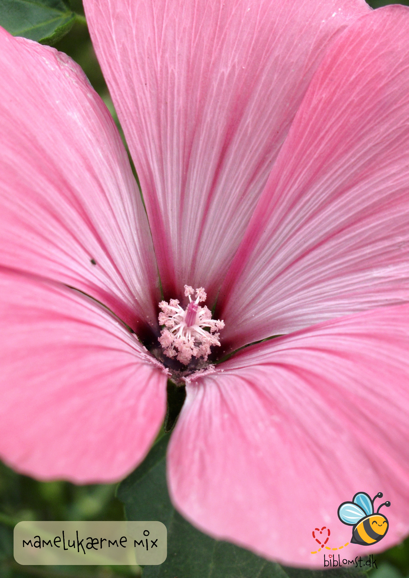 Så- og pasningsvejledning til mamelukærme mix – Malva trimestris (syn. Lavatera trimestris)