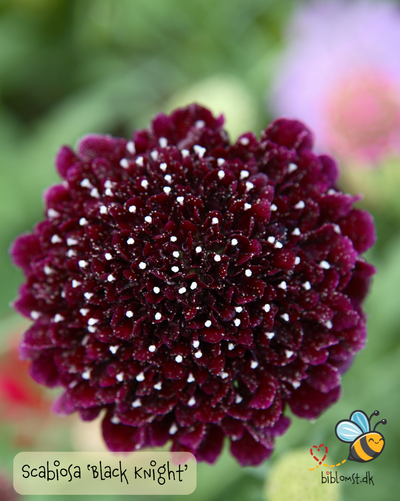 Så- og pasningsvejledning til Sort skabiose 'Black Knight' - Scabiosa atropurpurea