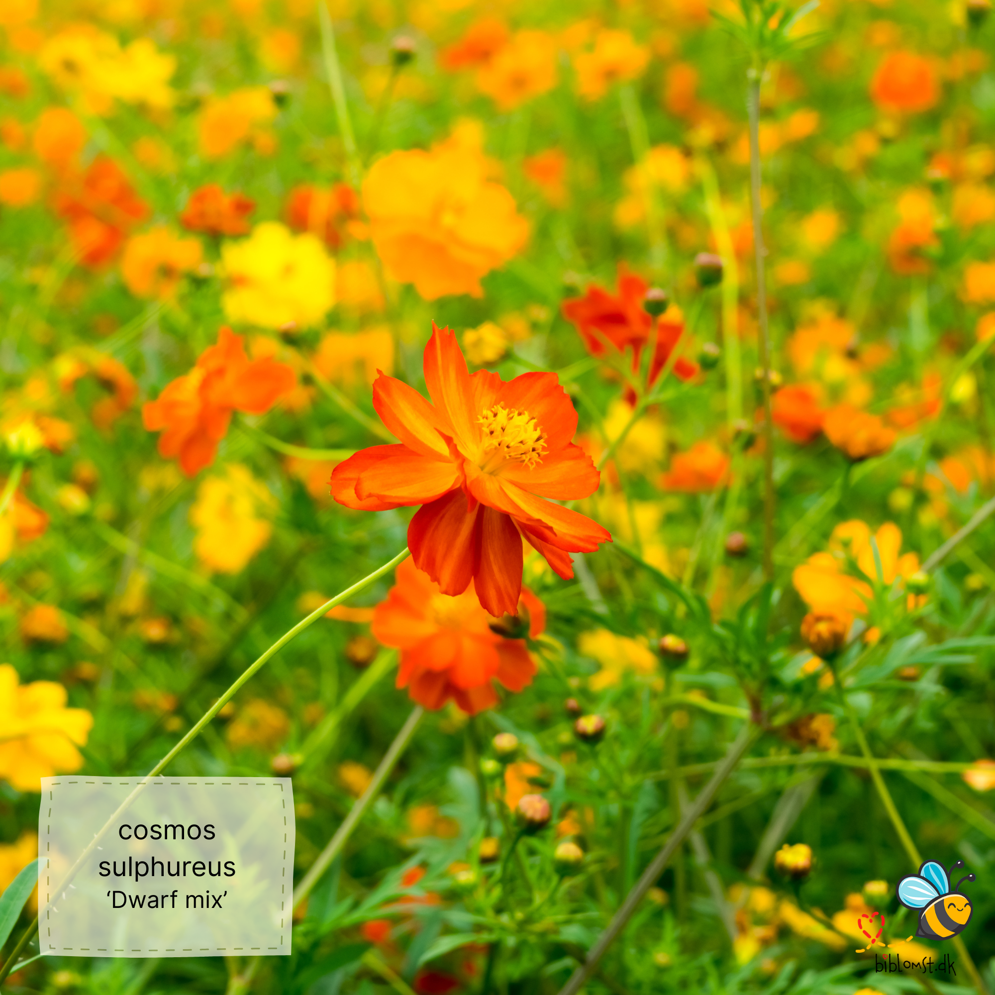 Så- og pasningsvejledning til svovlgul cosmos ‘Dwarf Mix’ – Cosmos sulphureus ‘Dwarf Mix’