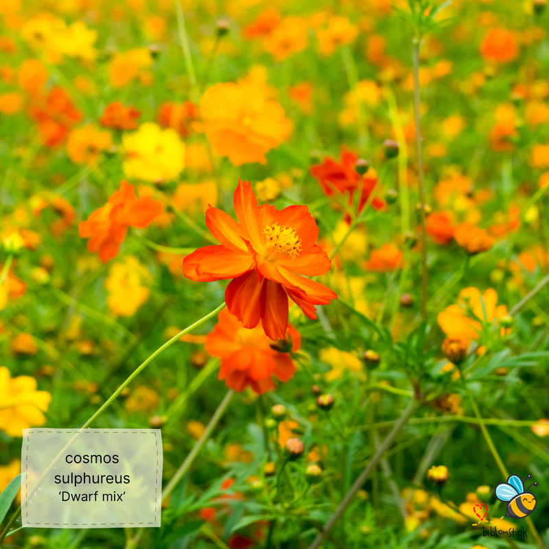 Så- og pasningsvejledning til svovlgul cosmos ‘Dwarf Mix’ – Cosmos sulphureus ‘Dwarf Mix’