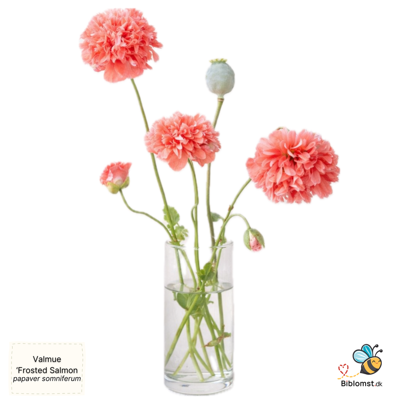 Så- og pasningsvejledning til Opiumsvalmue ‘Frosted Salmon Peony’ – Papaver somniferum ‘Frosted Salmon Peony’