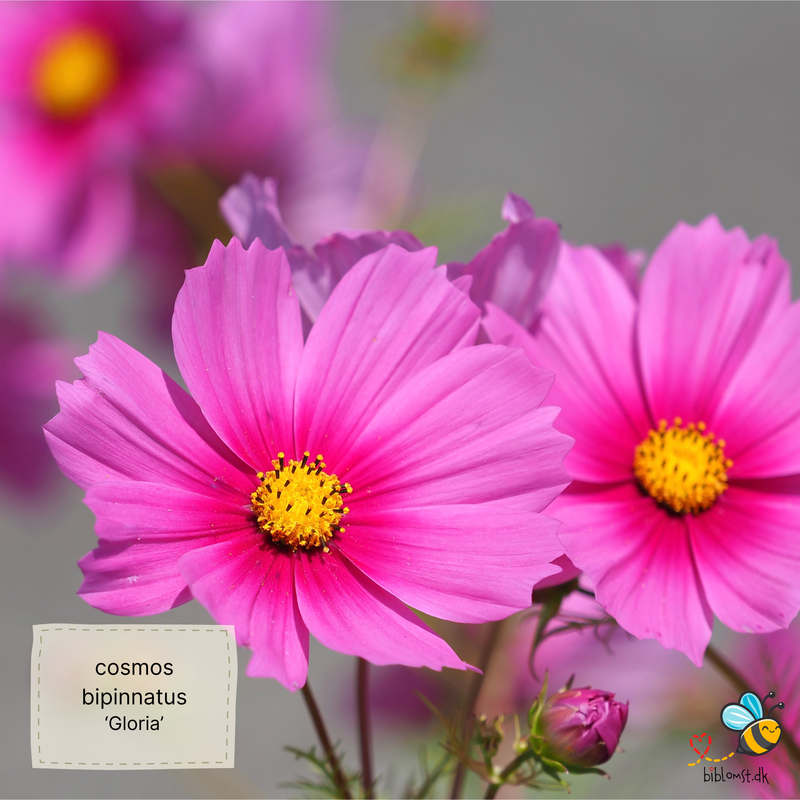 Så- og pasningsvejledning til kosmos ‘Gloria’ – Cosmos bipinnatus ‘Gloria’