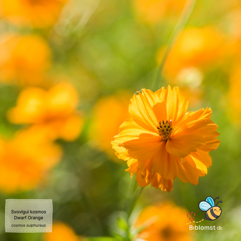 Så- og pasningsvejledning til svovlgul cosmos ‘Dwarf Orange’ – Cosmos sulphureus ‘Dwarf Orange’