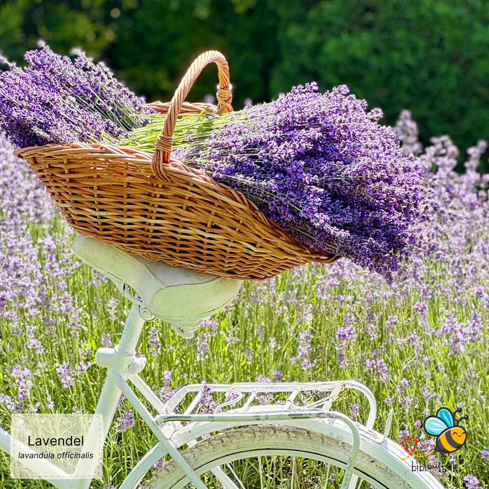 Så- og pasningsvejledning til Lavendel – Lavandula angustifolia (syn. Lavandula officinalis)