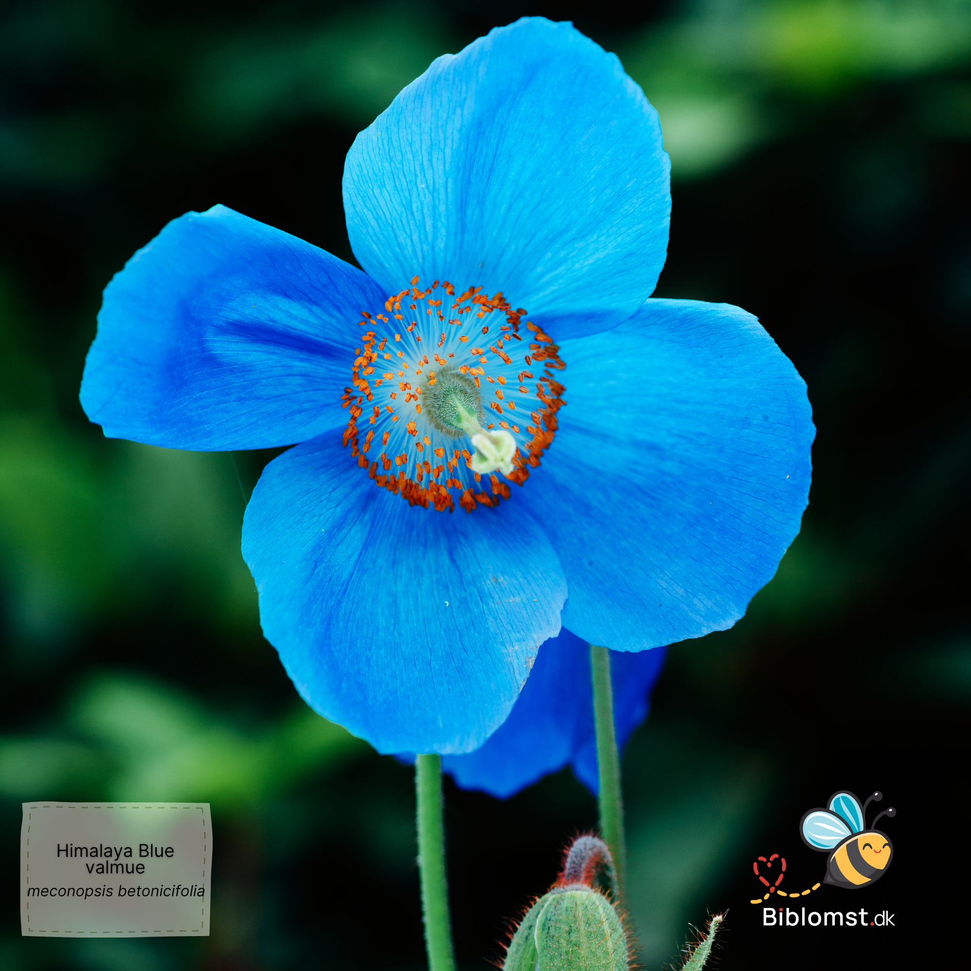 Såvejledning & pasningsvejledning til Himalayan blue poppy (Meconopsis betonicifolia)
