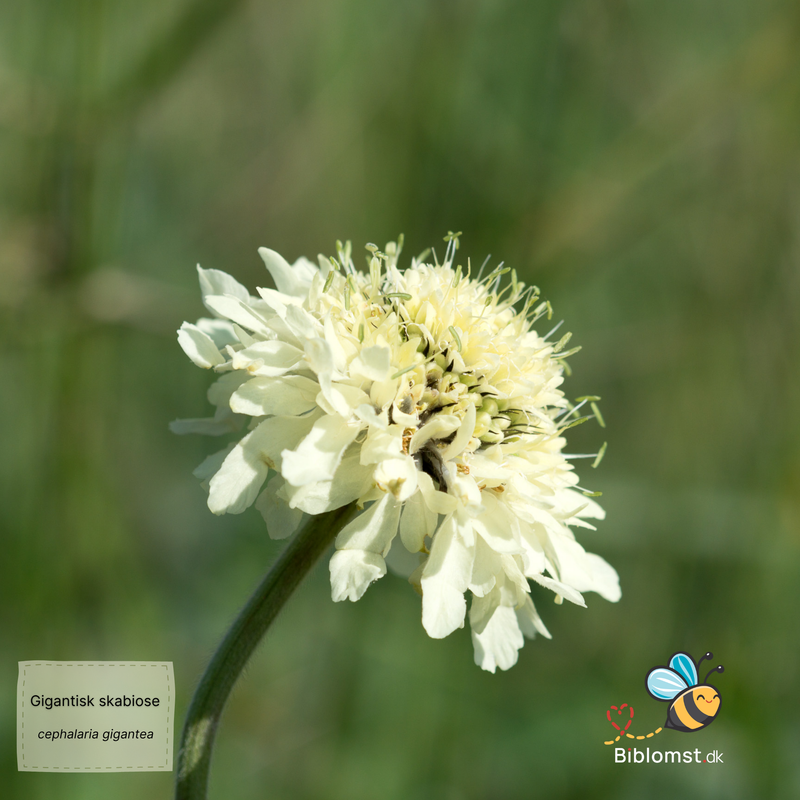 Så- og pasningsvejledning for Gigantisk Skabiose - Cephalaria gigantea