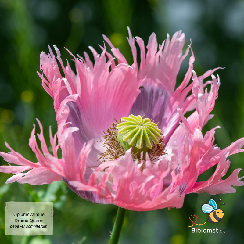 Såvejledning til Opiumsvalmue 'Drama Queen' – Papaver somniferum