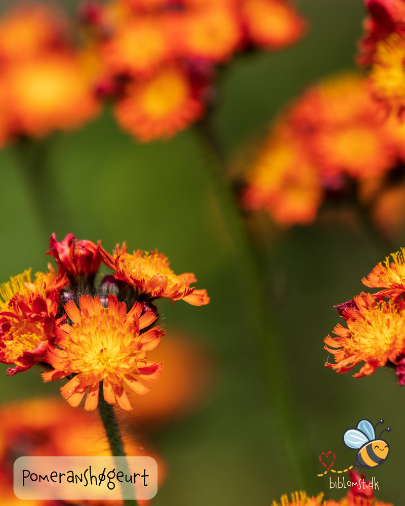 Så- og pasningsvejledning til Pomeranshøgeurt - Hieracium aurantiacum