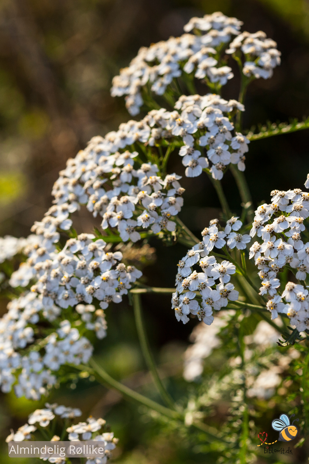 Så- og pasningsvejledning til almindelig røllike – Achillea millefolium