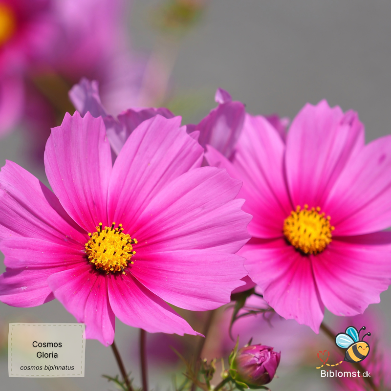 Så- og pasningsvejledning til kosmos ‘Gloria’ – Cosmos bipinnatus ‘Gloria’