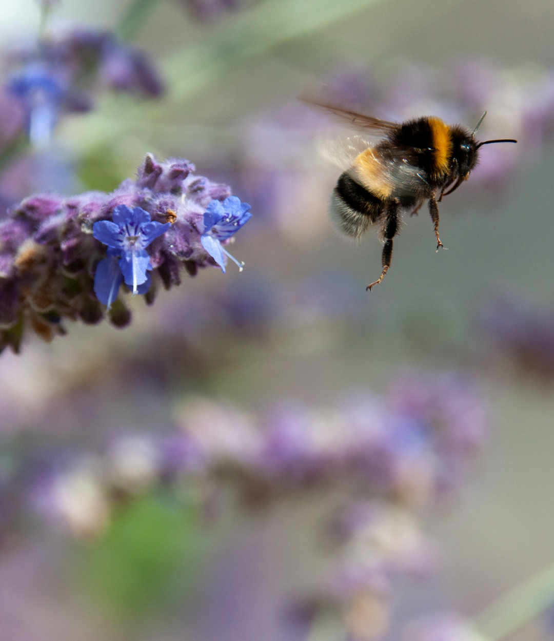 Humlebi samler nektar fra lilla lavendelblomster i en dansk have i sollys