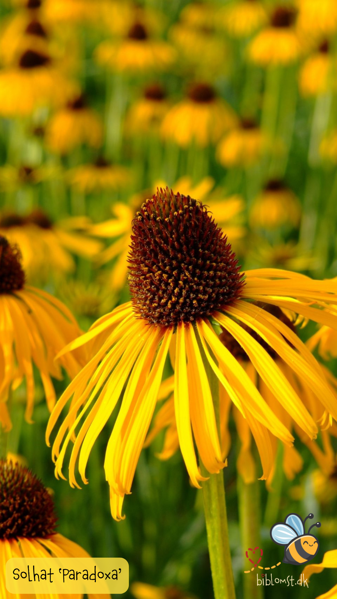 Så- og pasningsvejledning til Solhat – Echinacea paradoxa