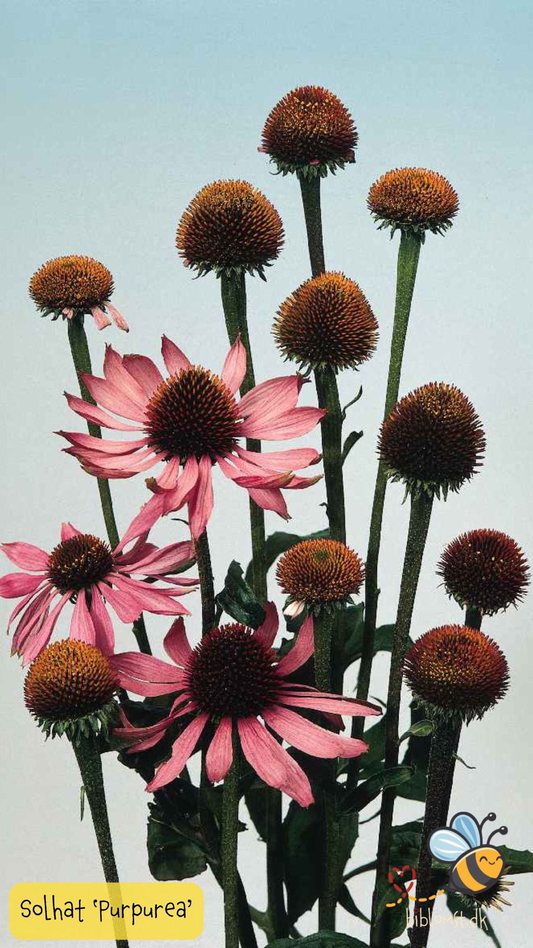 Så- og pasningsvejledning til Purpursolhat - Echinacea purpurea