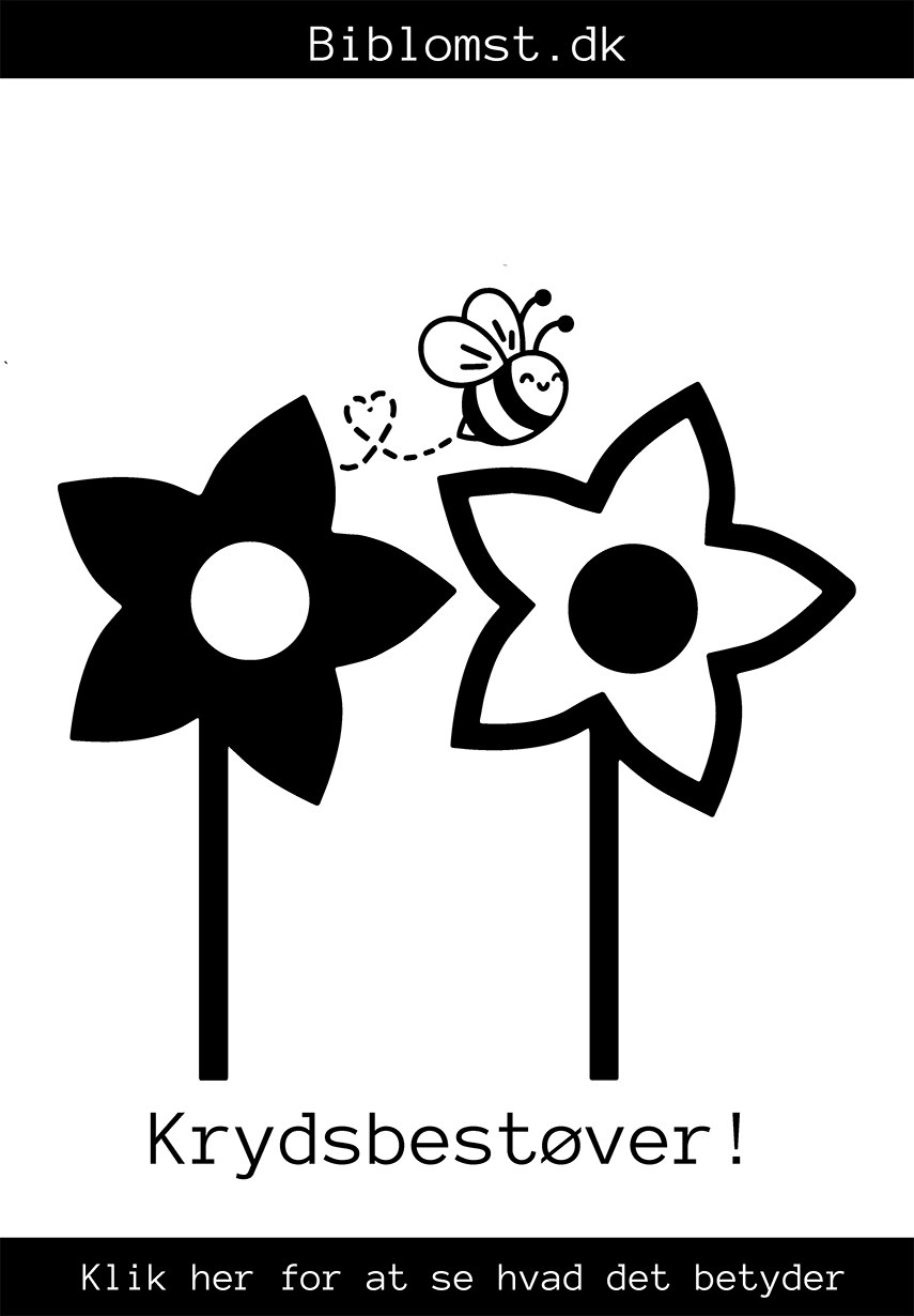Hvad betyder det når nogle planter vil krydsbestøve