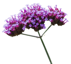 Så- og pasningsvejledning for Jernurt - Verbena bonariensis 'Finesse'