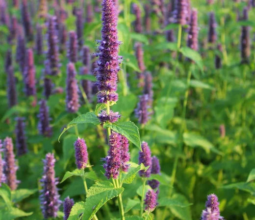 Så- og pasningsvejledning til Isop 'Gigant' - Agastache mexicana