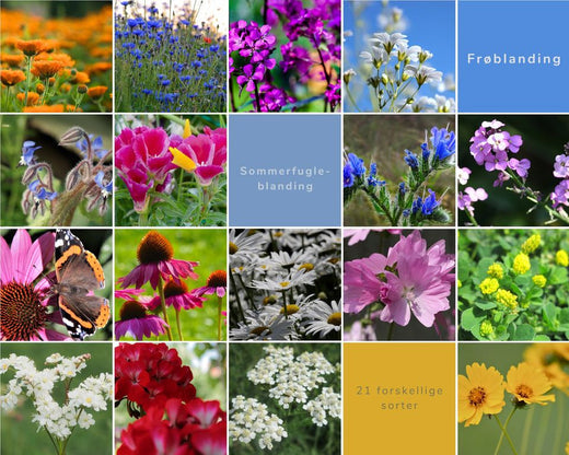 Så- og pasningsvejledning til Luksus frøblanding – bier og sommerfugle