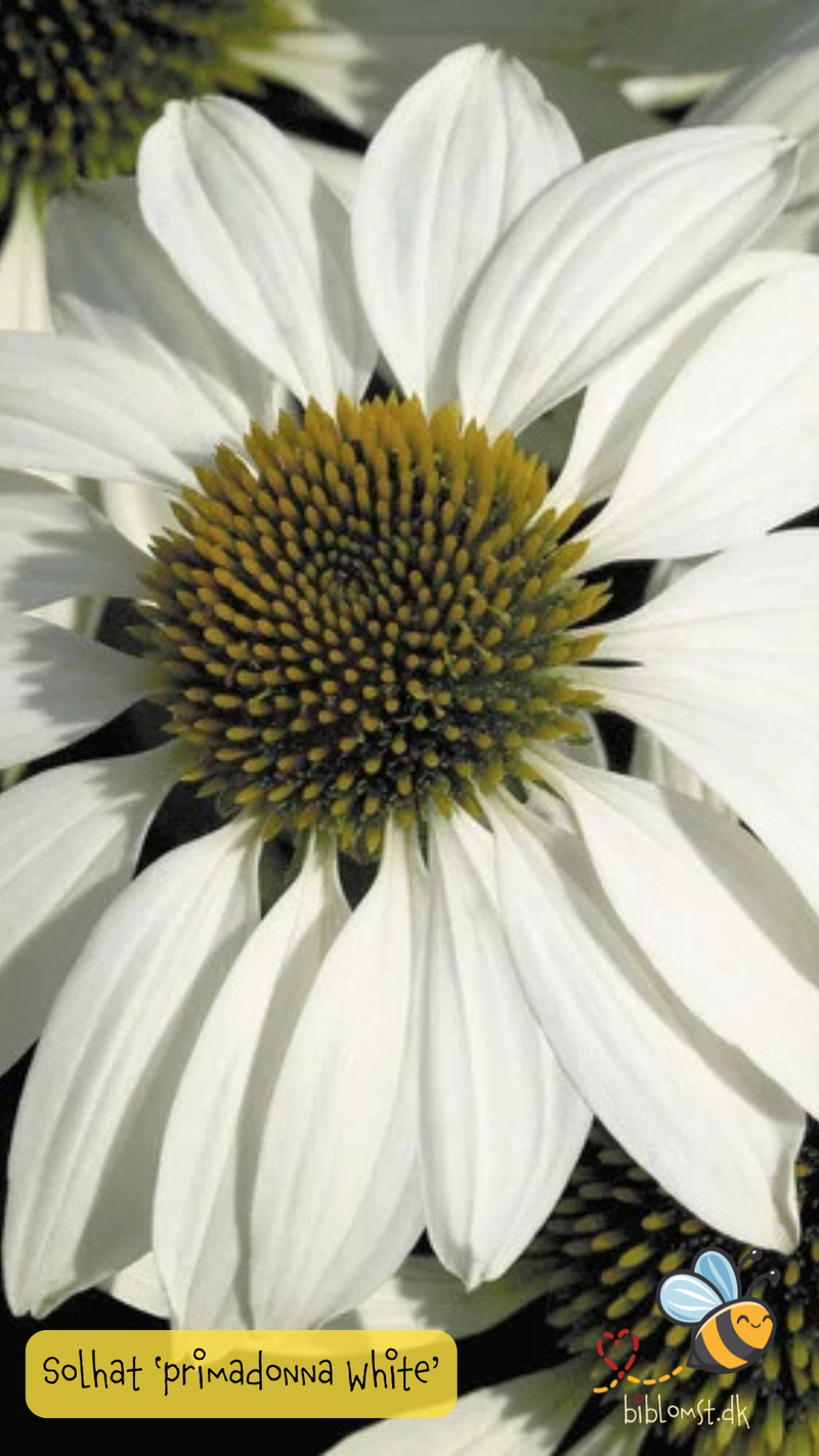 Så- og pasningsvejledning til Hvid Purpur Solhat - Echinacea purpurea 'Primadonna White'