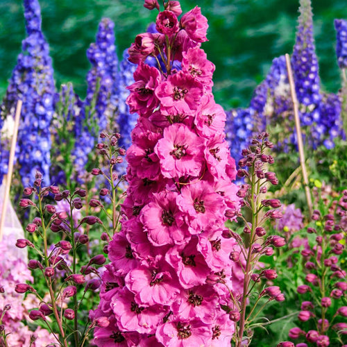 Så- og pasningsvejledning til Dobbelt Ridderspore - Delphinium 'Pacific Giant Pink Astolat'